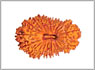 rudraksha 21 face  beads hyderabad